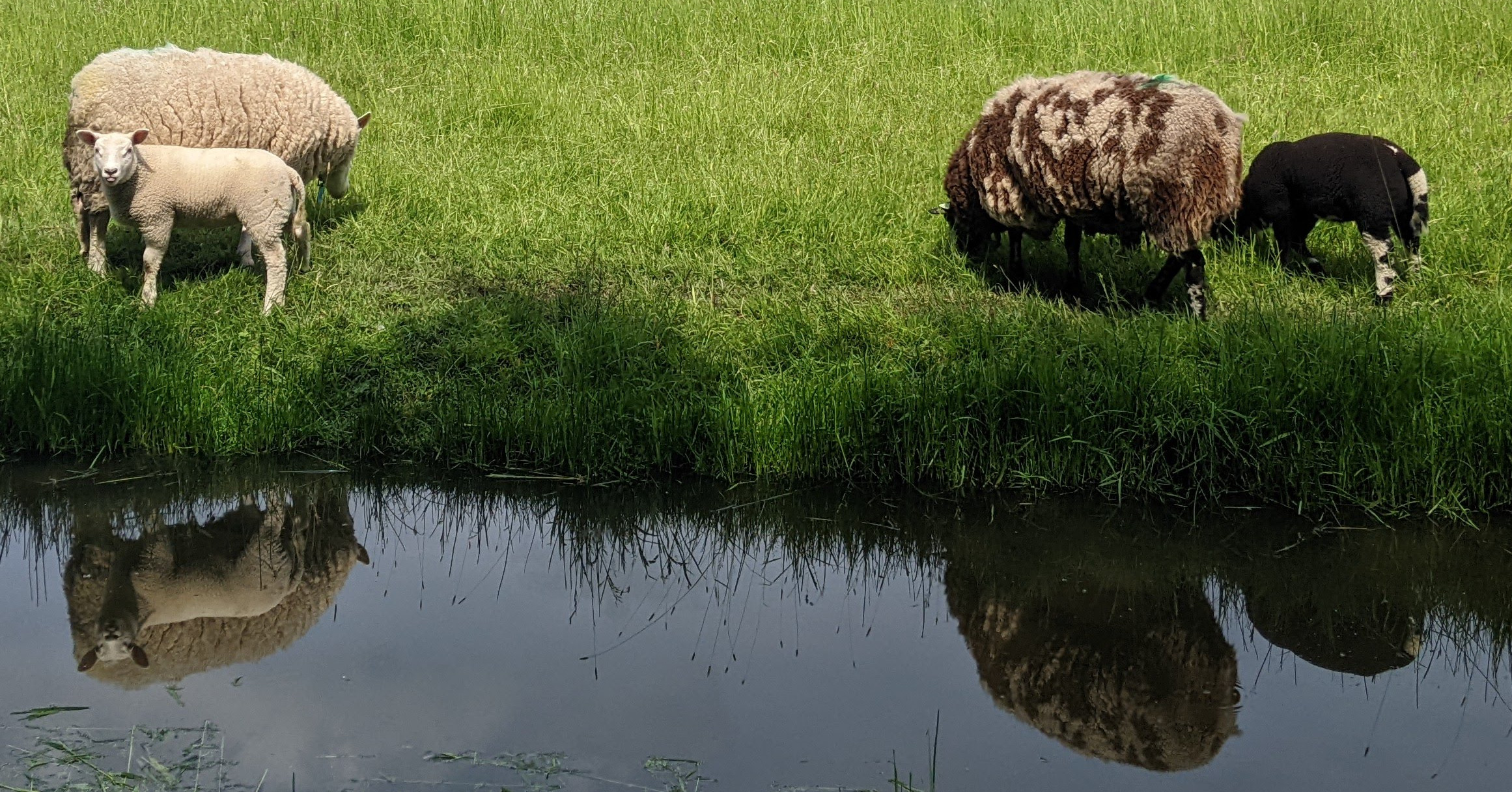 differently cropped lammetjes