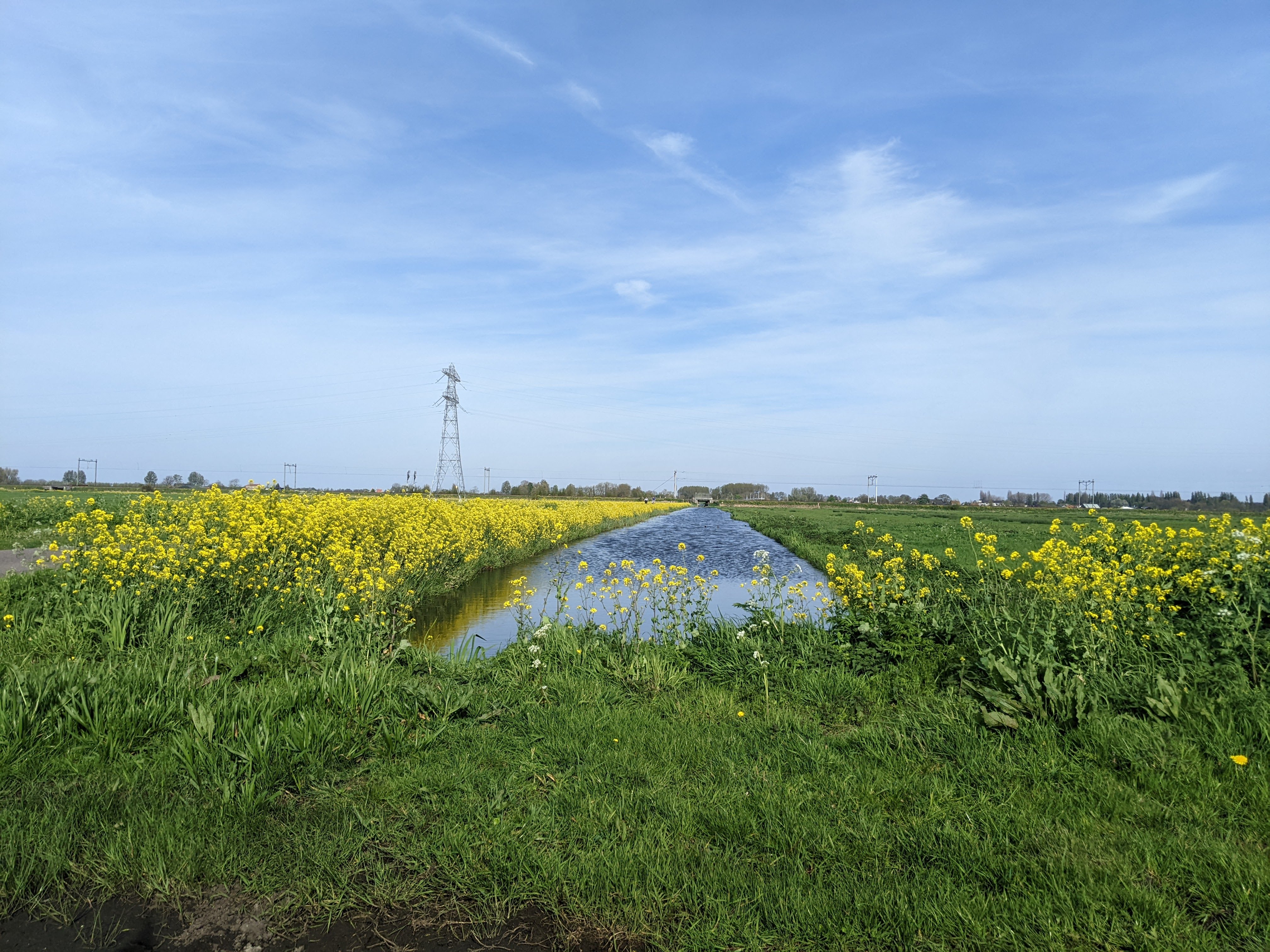 yellow flowers lining a singel