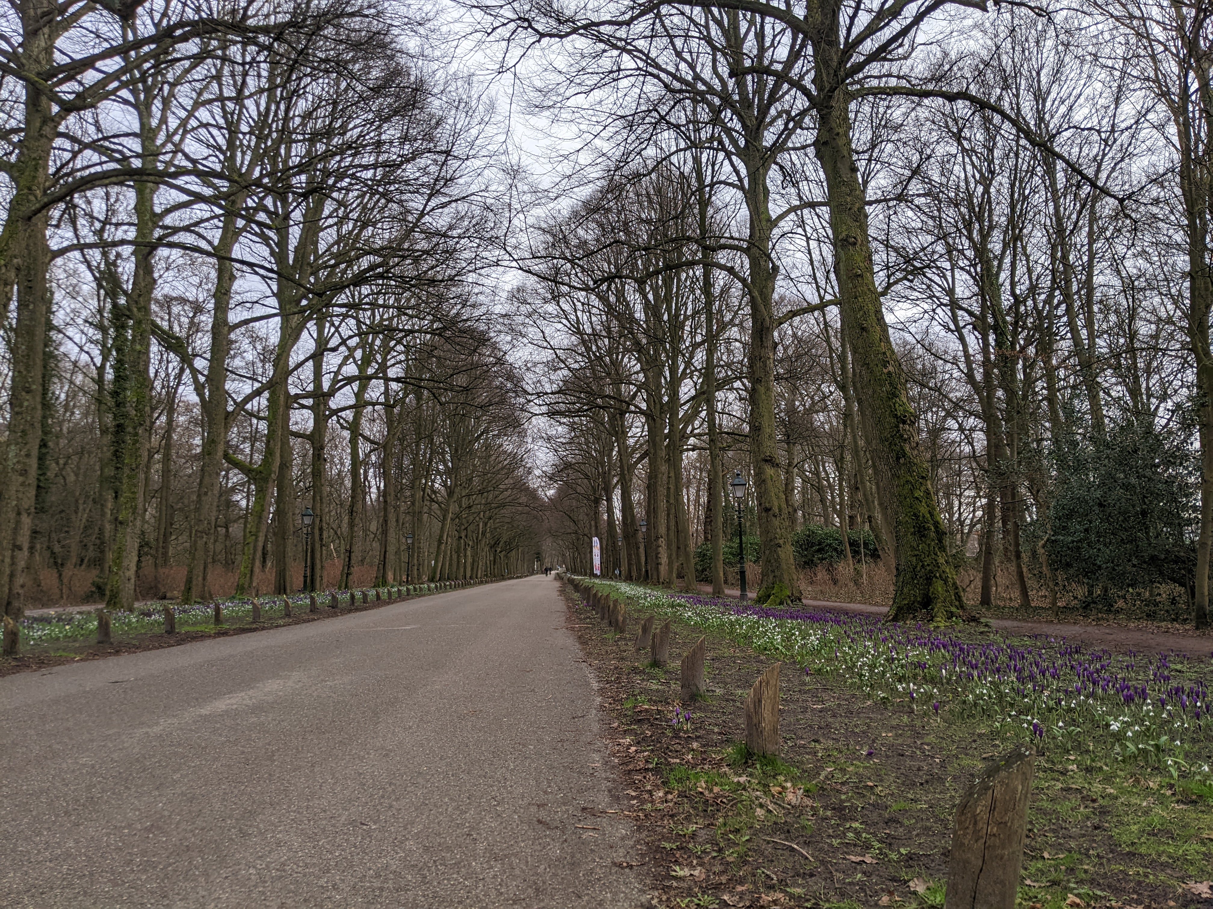 Leafless canopy with flowers