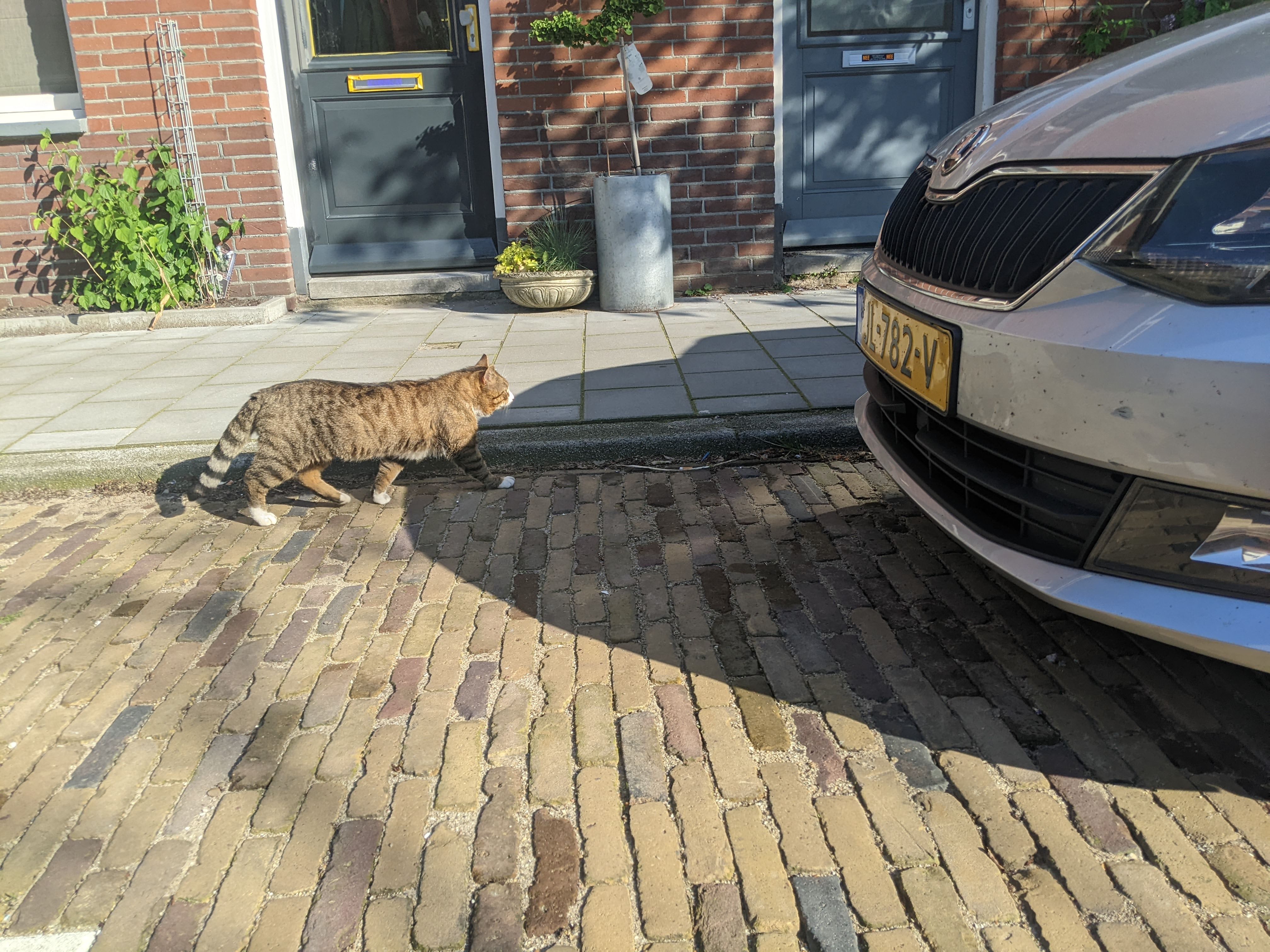 Yet another cat picture