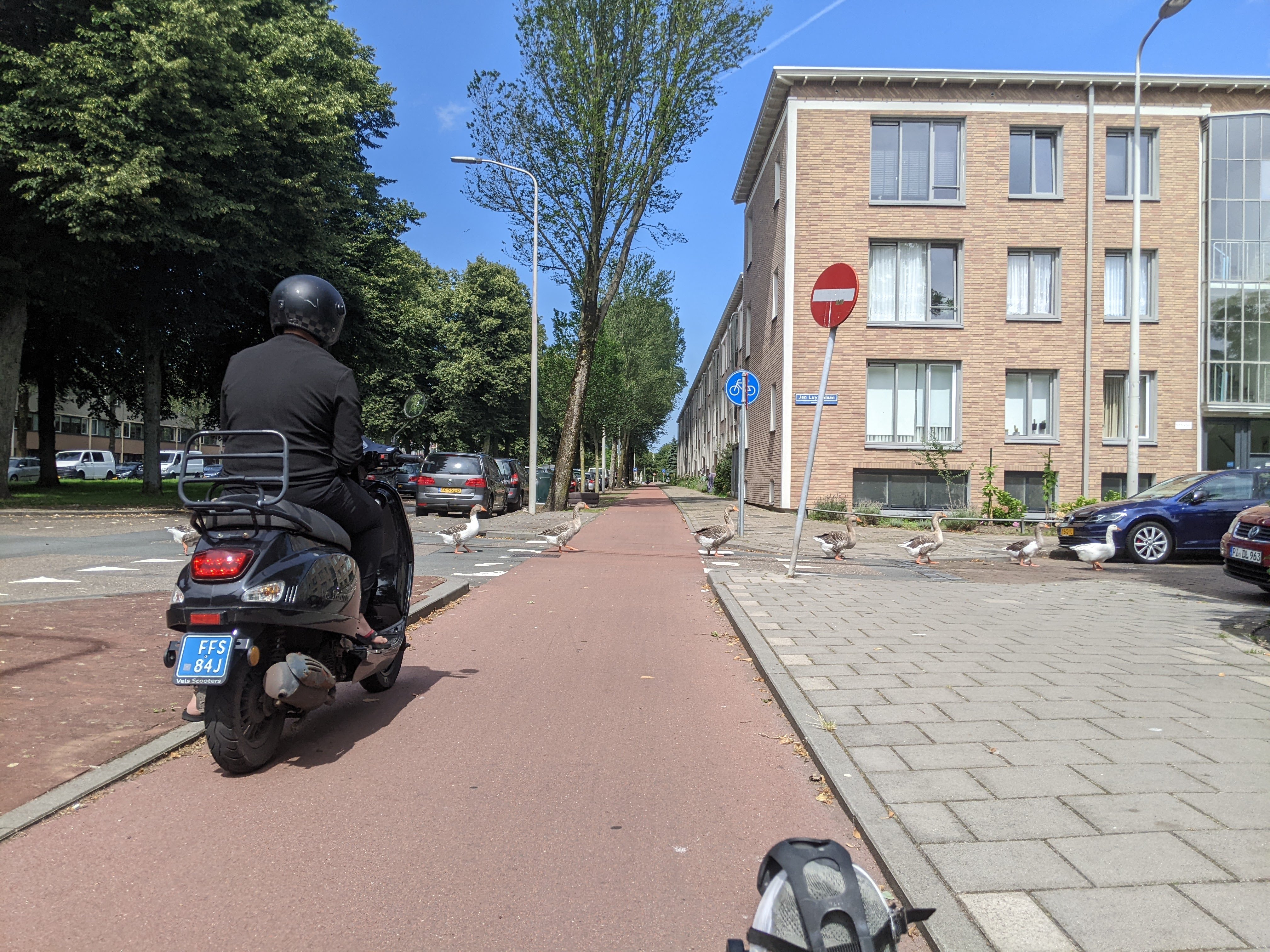 make way for goslings