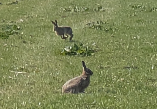 bunnies closer up