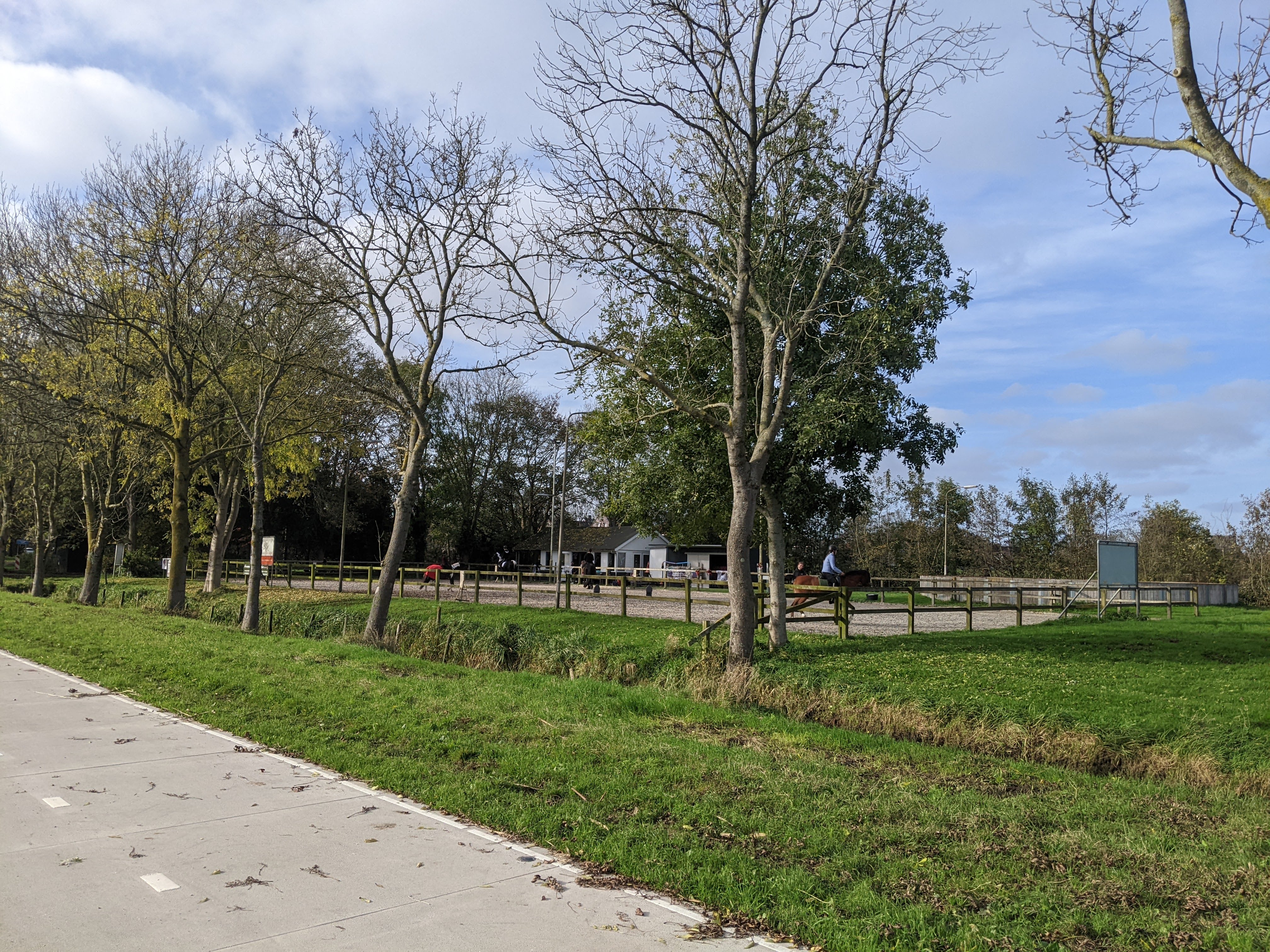 horses training humans