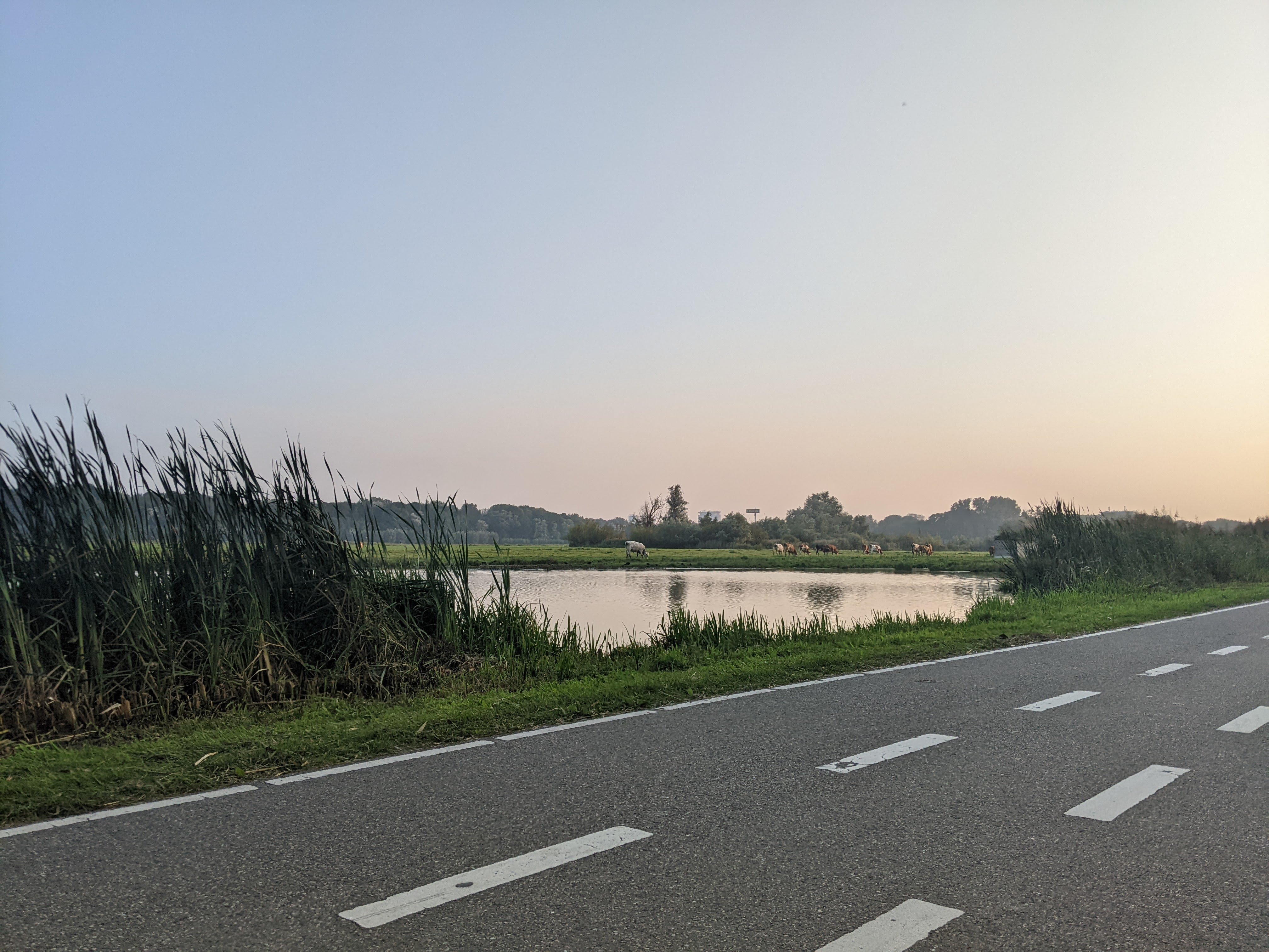 cows between me and Ikea