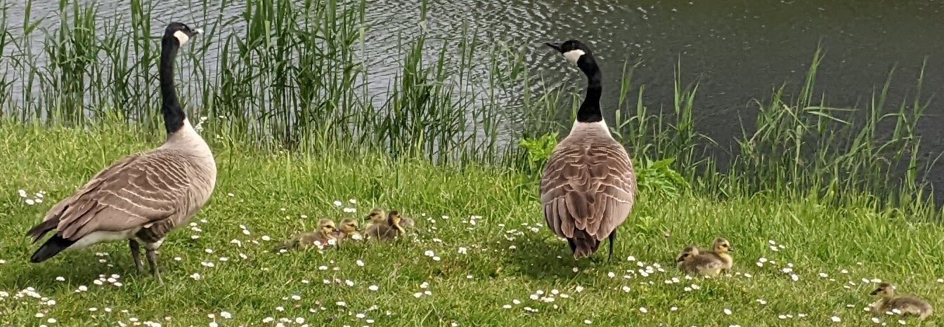 Canada goslings