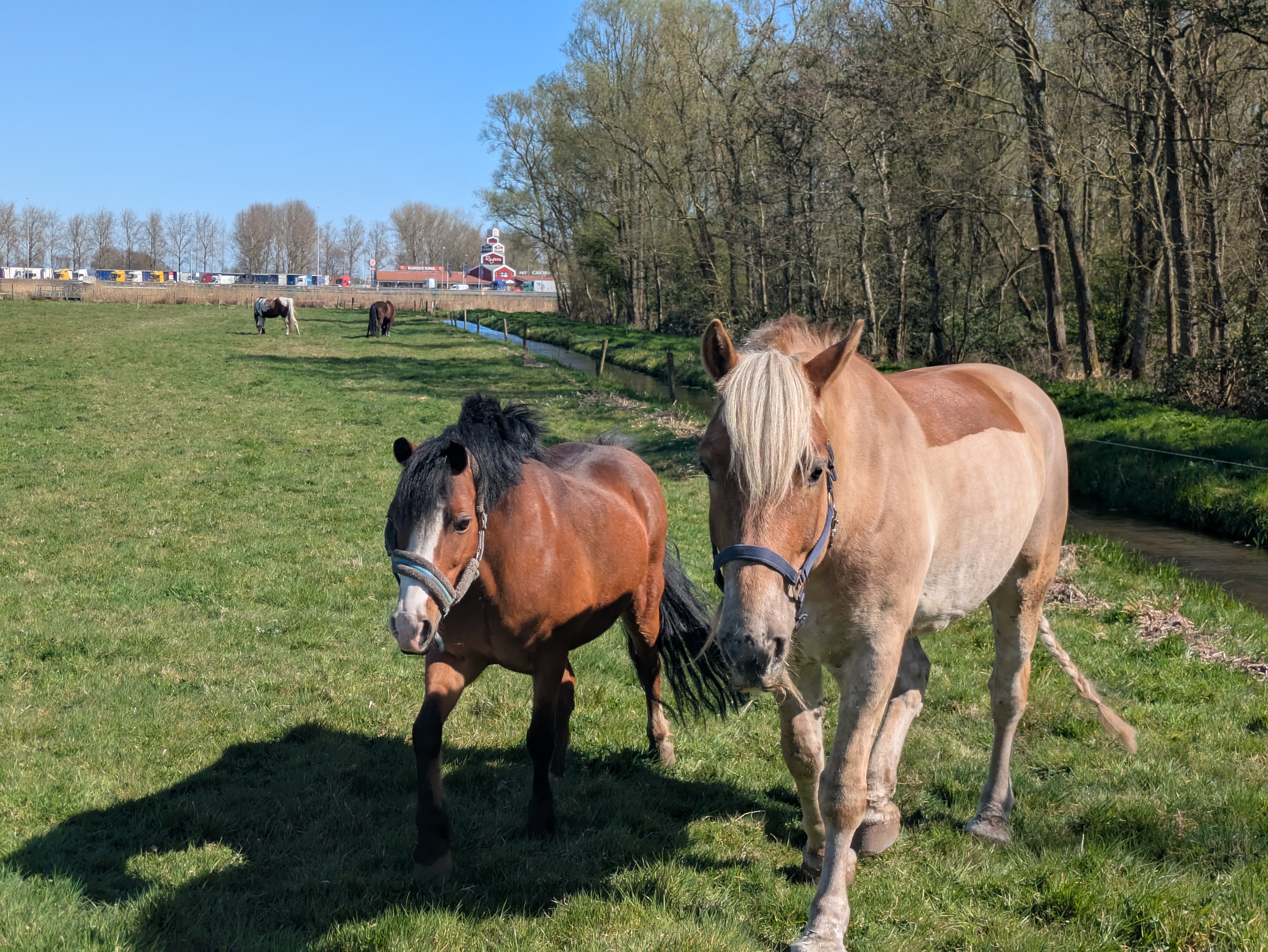 horses come over to inspect