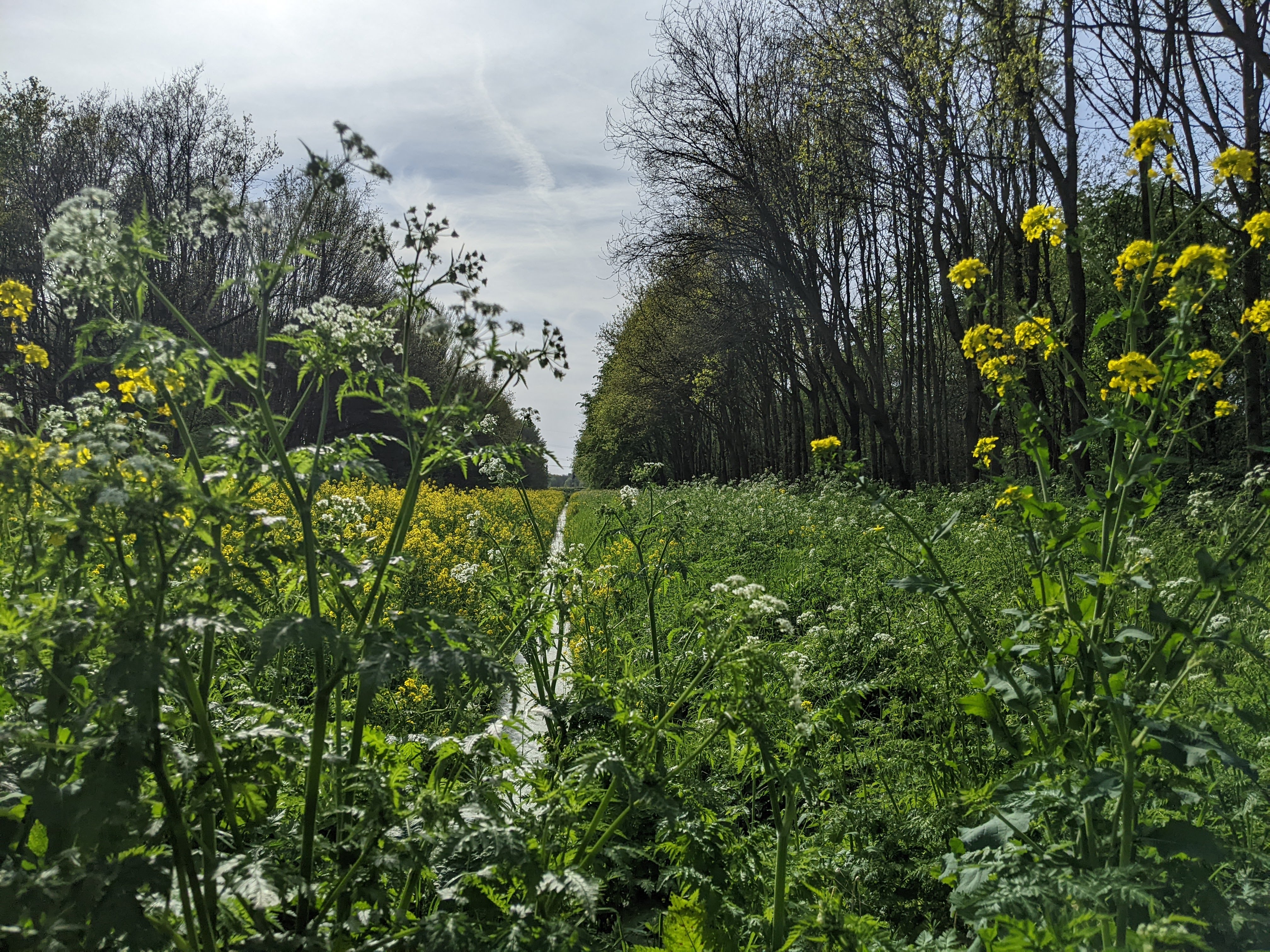a ditch in abswoudse bos