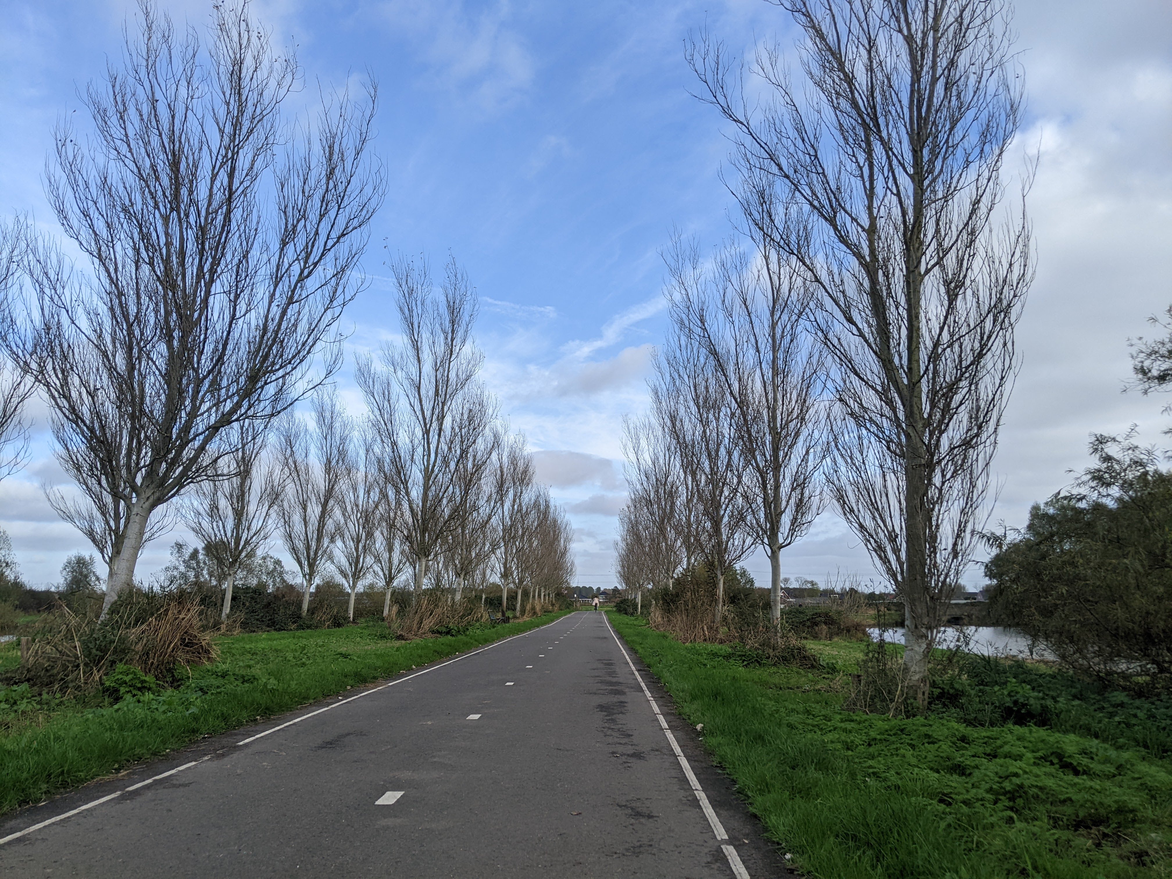 straightaway with no leaves