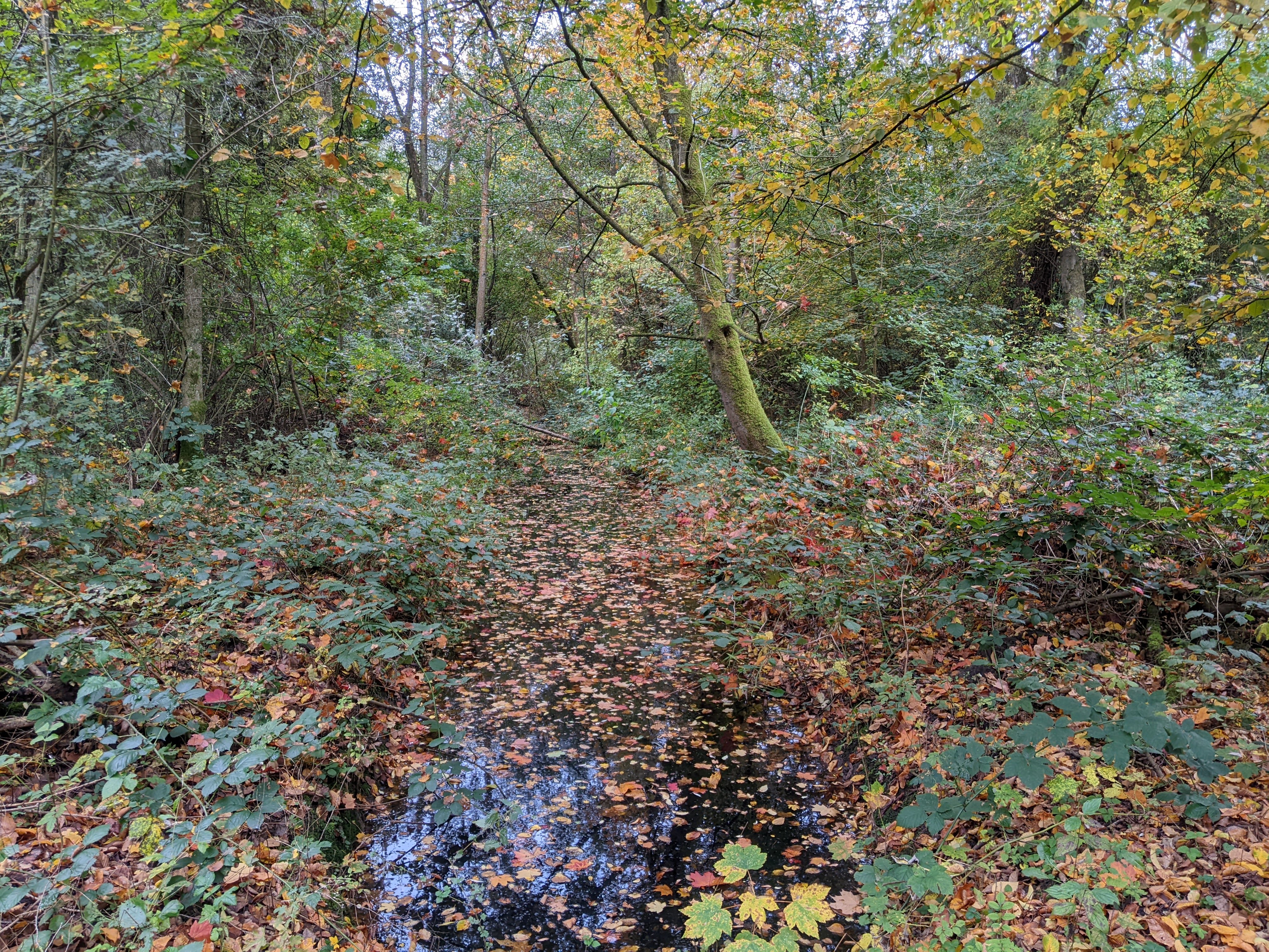 river and trees in fall